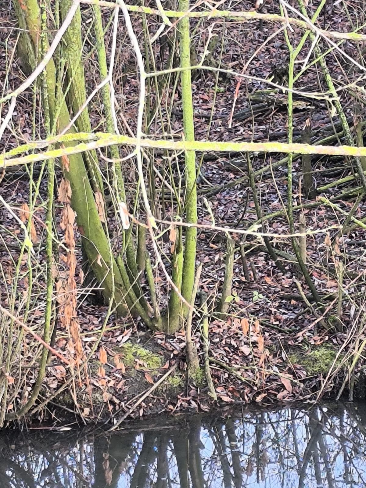 Verse knaagsporen van bever