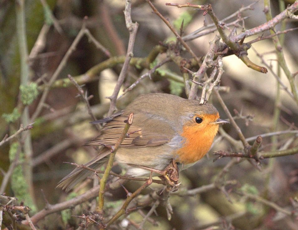Patrouillerende roodborst
