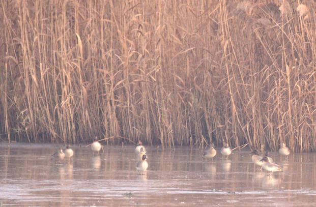 Wintertalingen on ice